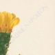 DETALJER 03 | Blommor av Palestina - Opuntia Ficus Indica