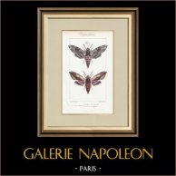 Papillons d'Europe - Sphinx du Liseron | Gravure originale en taille-douce sur acier d'après A. Noël. Pauquet direxit. Aquarellée à la main. 1834