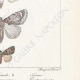 DETAILS 06 | Butterflies of Europe - Nocturne