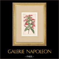 Centropogon Lucyanus - Campanulacées - Fleur | Chromolithographie originale. Anonyme. 1880