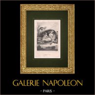 La Regina delle fate | Litografia originale disegnata da Rheal, litografata da Regnier. 1843