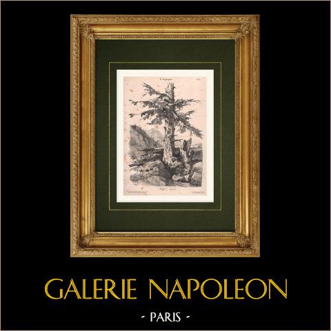 Landschaft - Eine Lärche | Original lithografie gezeichnet von Coignet. 1833