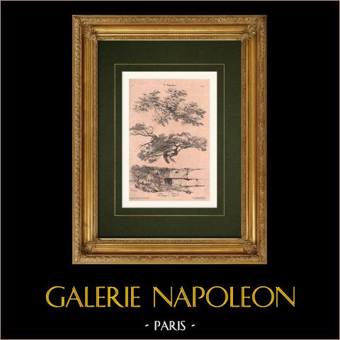 Landschaft - Platane - Wildkiefer | Original lithografie gezeichnet von Coignet. 1833