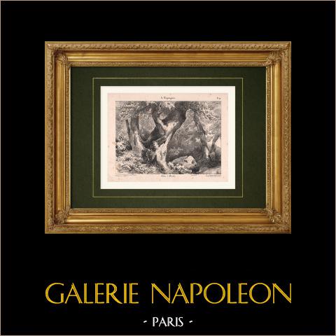 Landschaft - Eine Buche | Original lithografie gezeichnet von Coignet, lithographiert von Benard. 1833