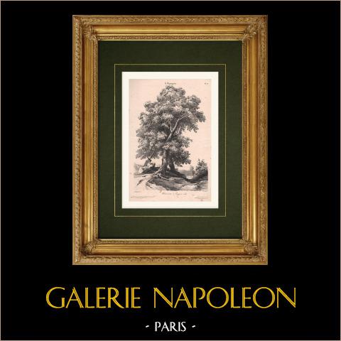 Landschaft - Ein Steineiche - Eichel | Original lithografie gezeichnet von Coignet, lithographiert von Benard. 1833