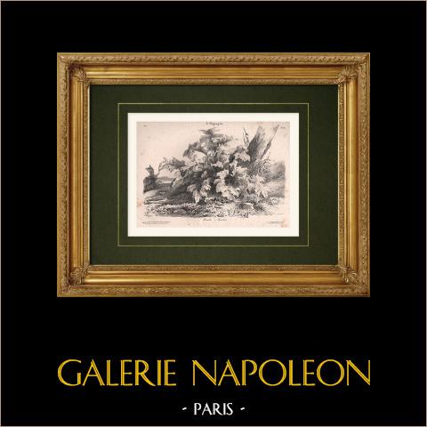 Landschaft - Pflanze - Akanthus - Akanthusblatt - Architektur | Original lithografie gezeichnet von Coignet, lithographiert von Benard. 1833