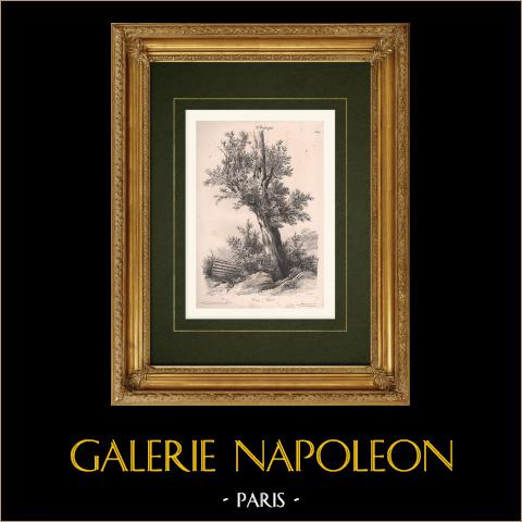 Landschaft - Ein Lorbeer | Original lithografie gezeichnet von Coi, lithographiert von Benard. 1833