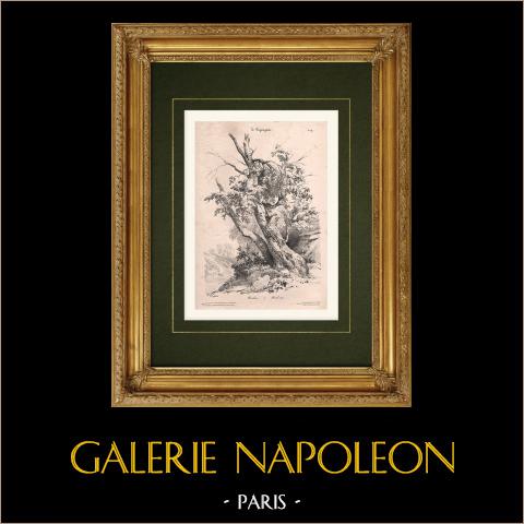 Landschaft - Eine Birke | Original lithografie gezeichnet von Coignet. 1833