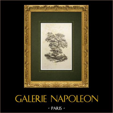 Eine Eiche - Fagaceae - Skizze (Villeneuve) | Original lithografie gezeichnet von Villeneuve, lithographiert von Turgis. 1835